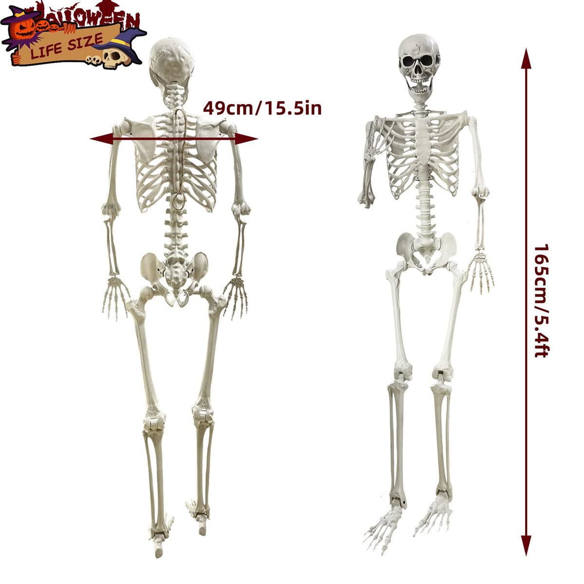 5.4Ft Life Size Human Skeleton with Movable Joints Z56299