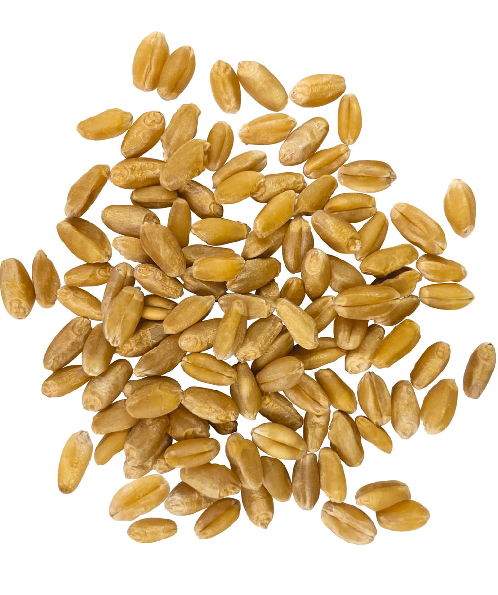 Hard White Wheat Berries 100 lbs S4864