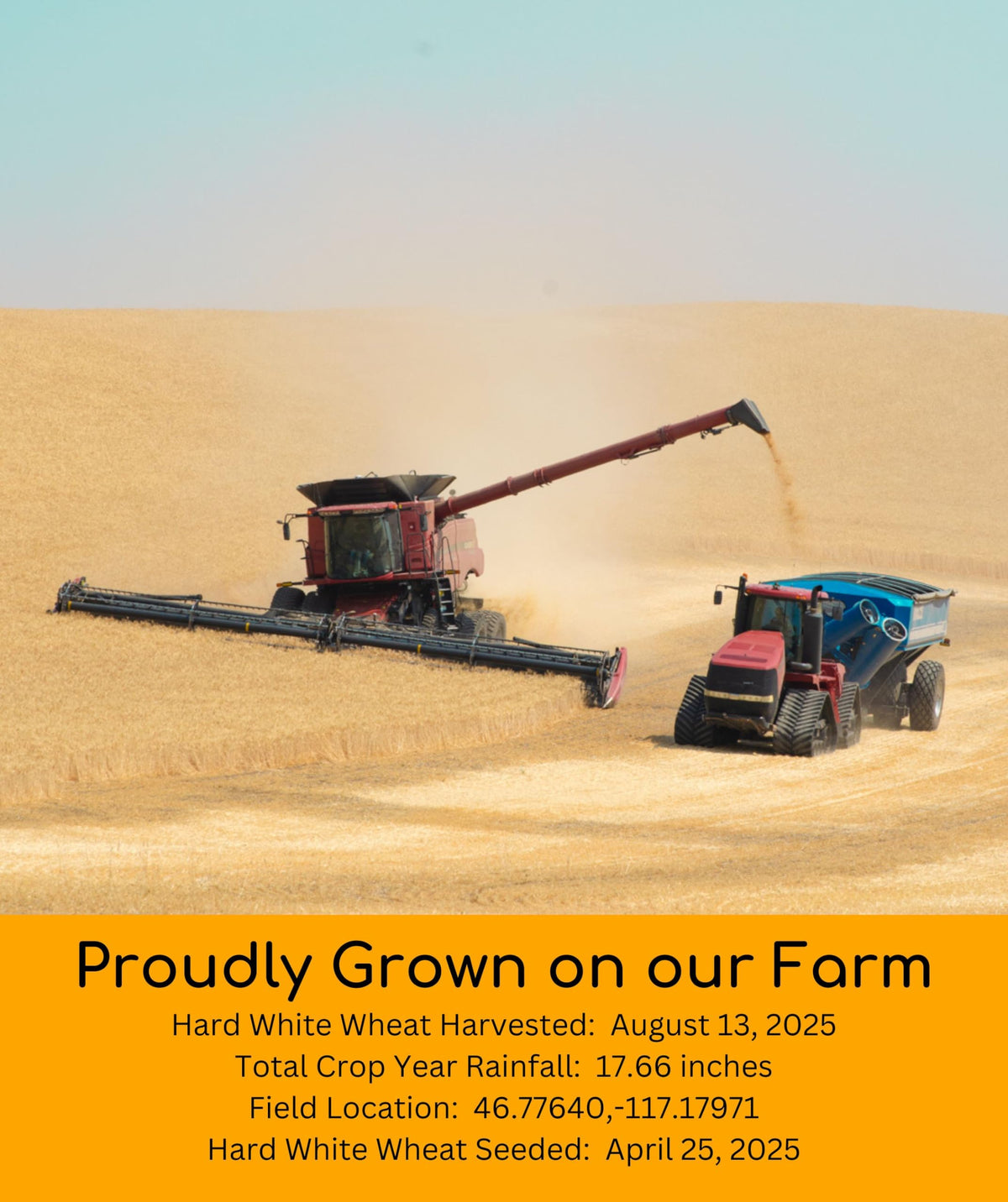 Hard White Wheat Berries 100 lbs S4864
