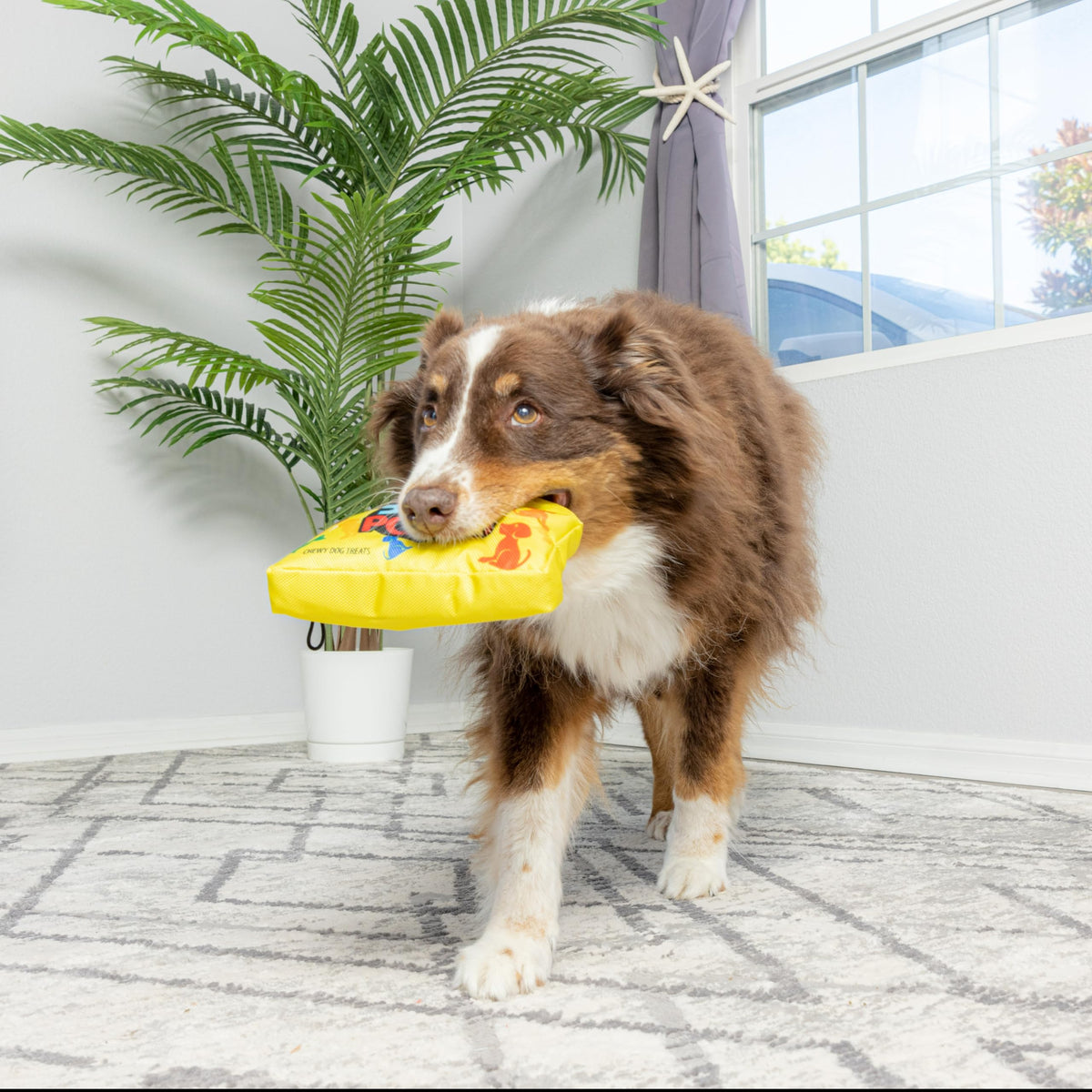 Dog Squeak Toy G631341