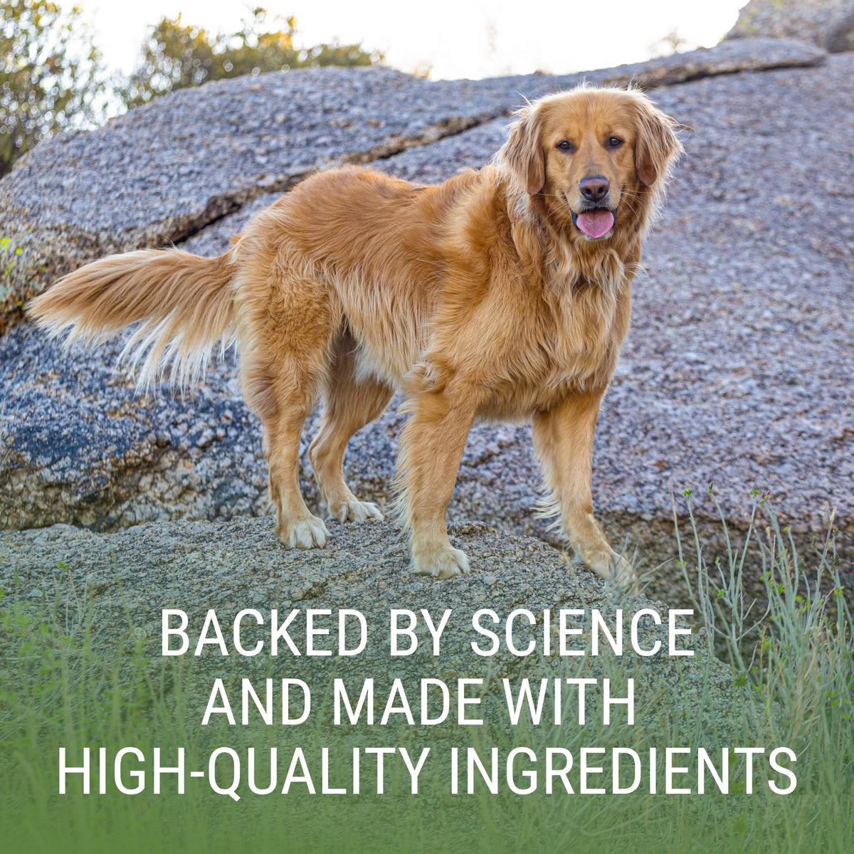 Liver & Brain Supplement for Large Dogs, 30ct Tablets Z8737